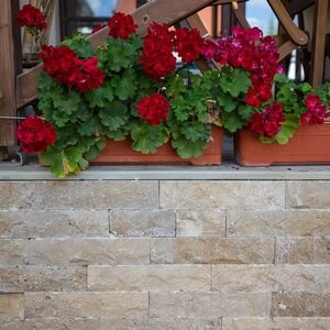 Noce Splitface Travertine, 7.5 cm x FL x 2.2 cm